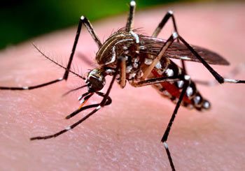 Mosquito Control Brisbane